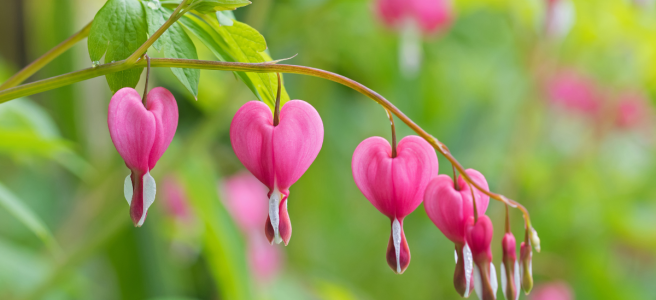 Several pink heart-shaped flowers on a branch.