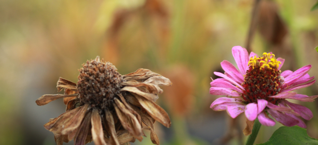 two flowers outside, one has blooming pink petals, the other is brown.